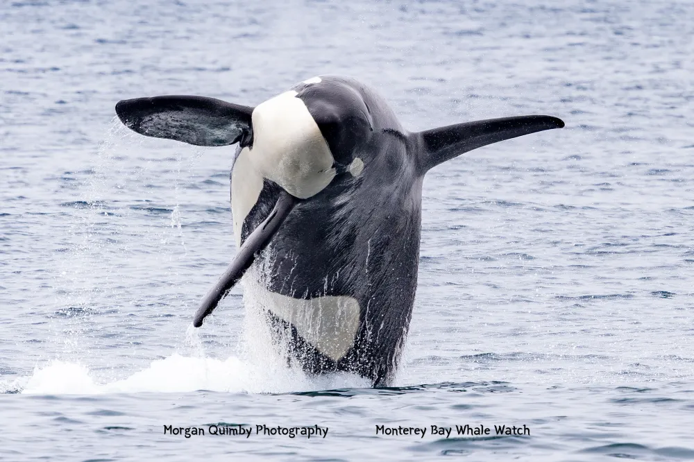 Orca breaching above ocean surface with dorsal fin visible.