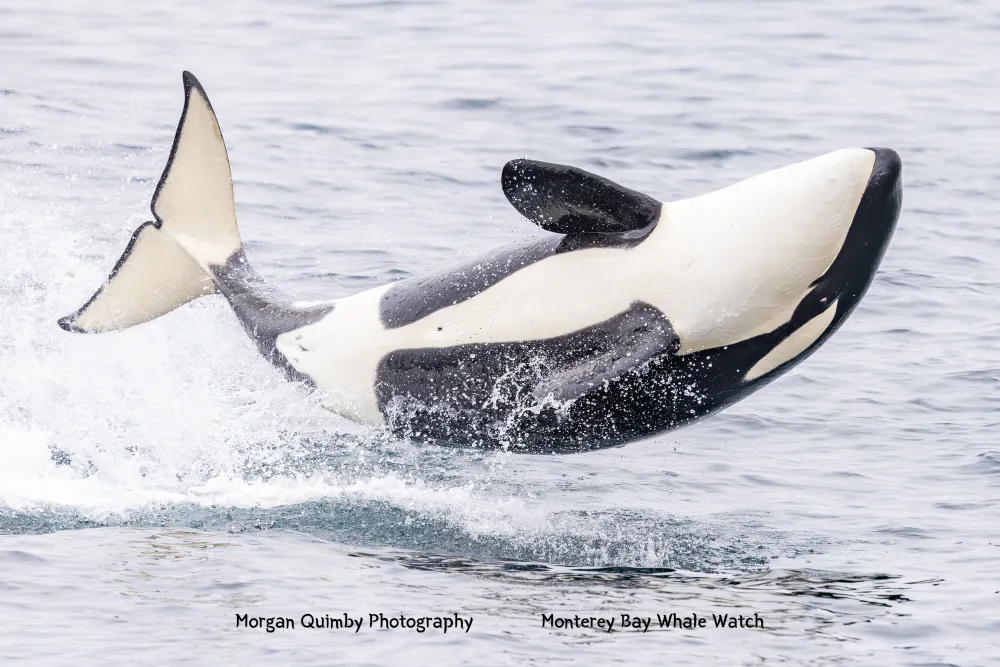 Orca breaching in ocean water.