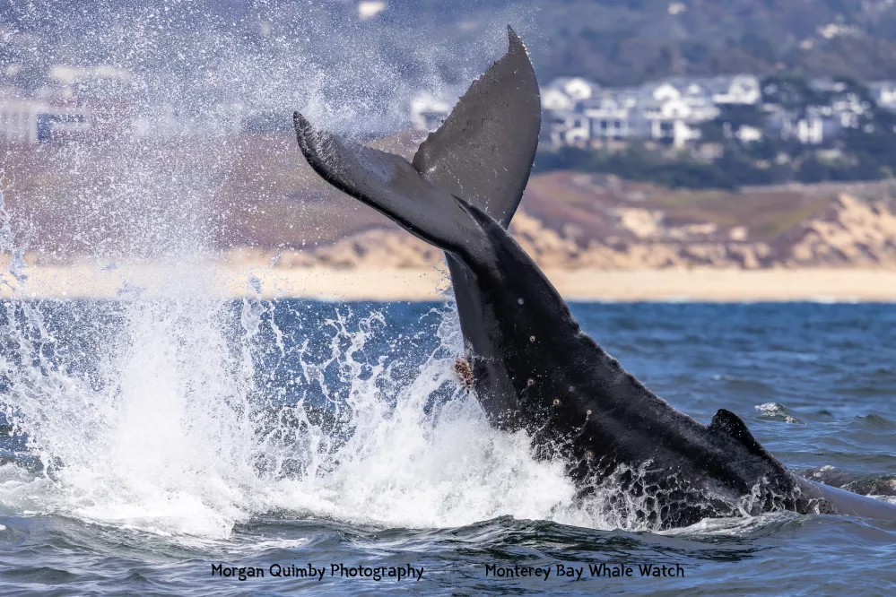 Whale tail splashing water in ocean near coastal city.