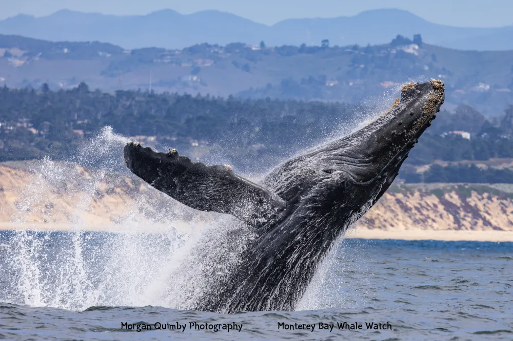 Humpback whale breaching near a coastline under a clear sky.