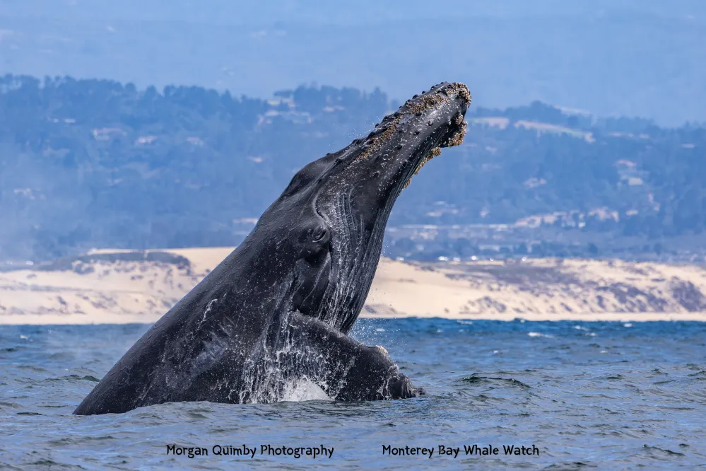 A humpback whale breaching above the ocean surface with distant hills in the background.