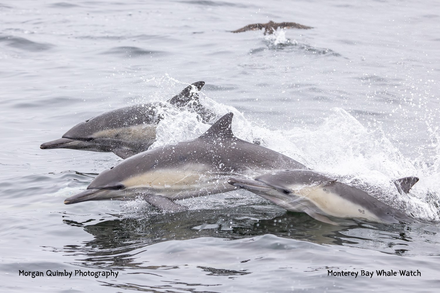 Three dolphins swimming swiftly in the ocean with splashes of water.