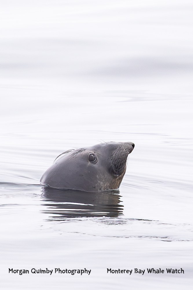 Seal poking head out of calm ocean water.