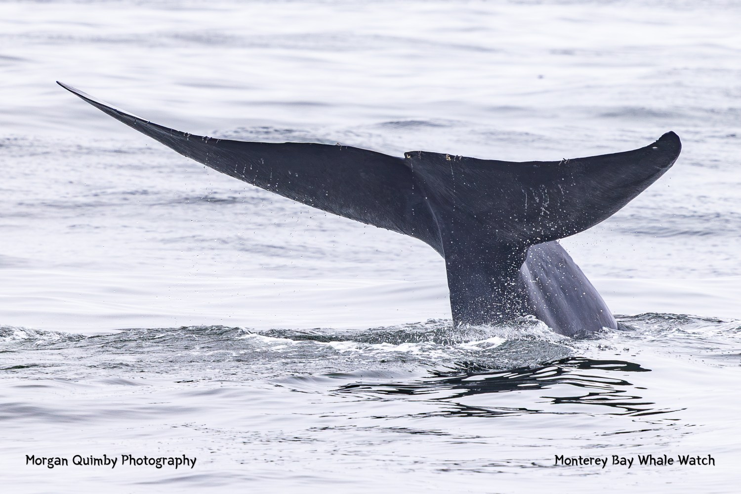 Whale tail emerging from water with ripples on the ocean surface.