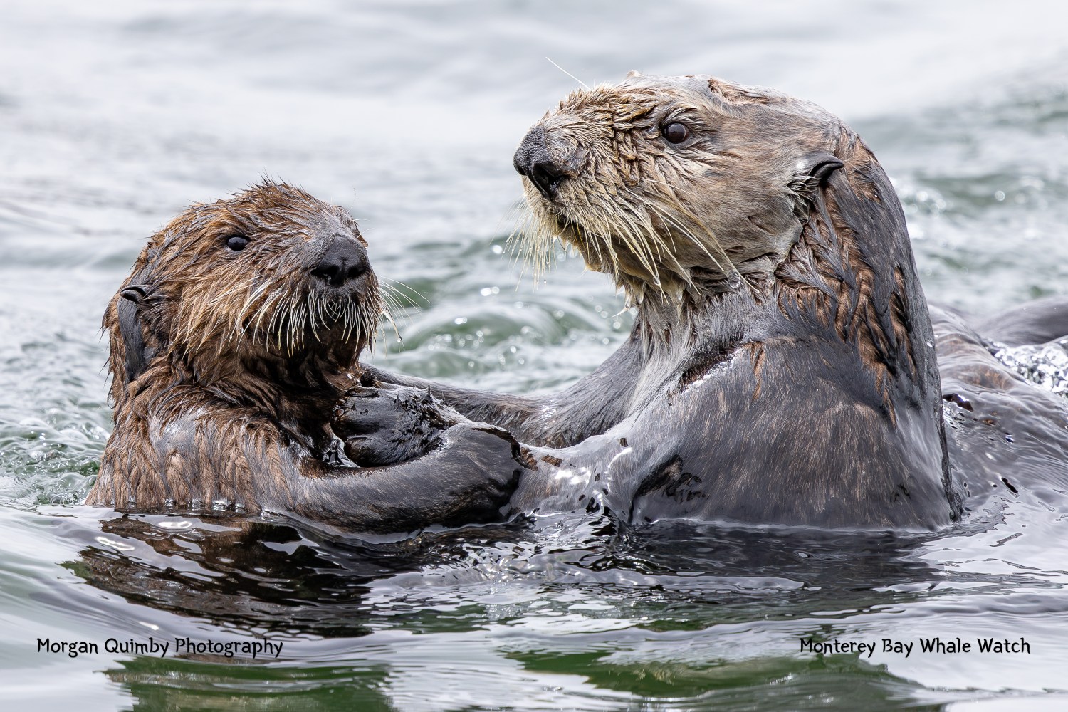 Two sea otters in water; one adult holding a pup.