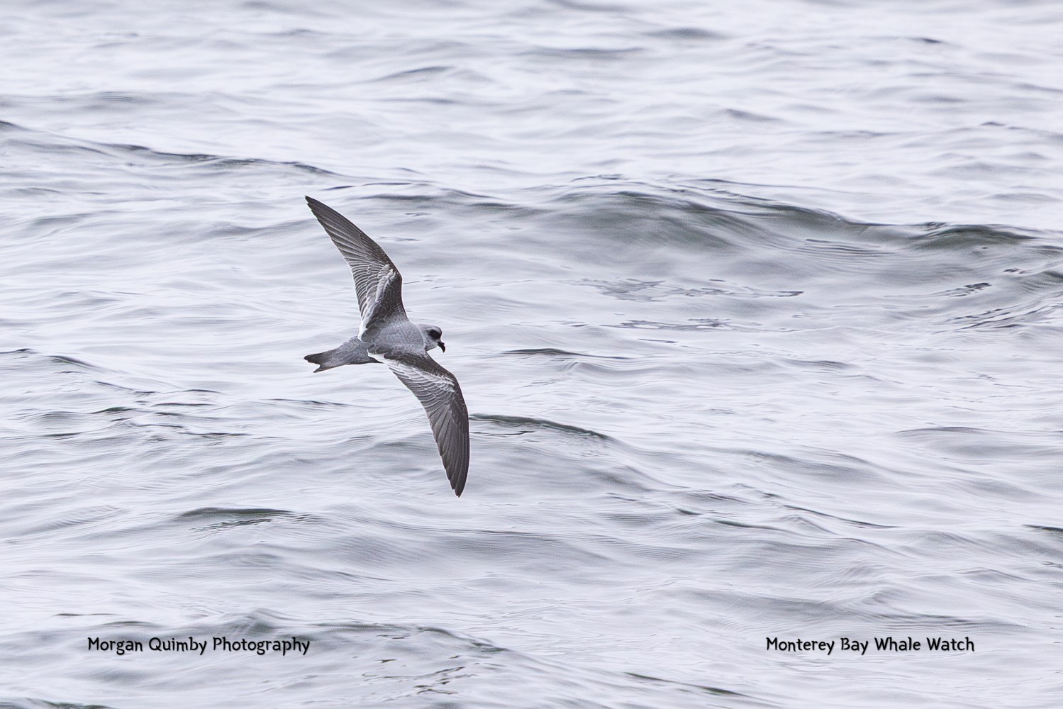 A seabird with dark wings flying over the ocean waves.