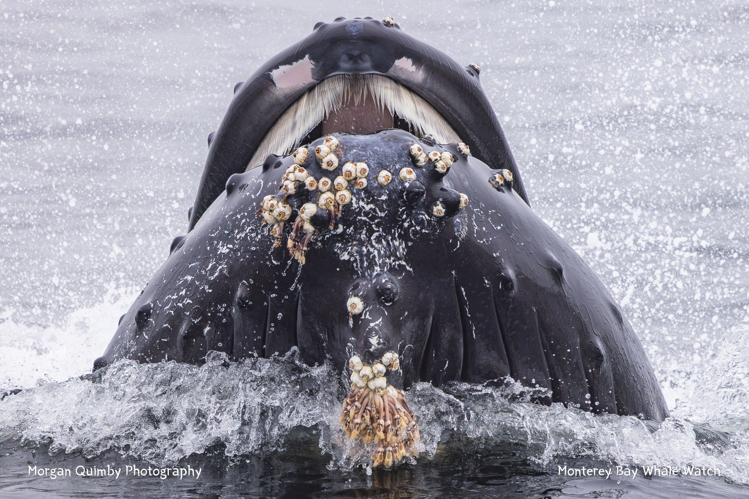 Humpback whale with barnacles breaching water surface, mouth open wide.