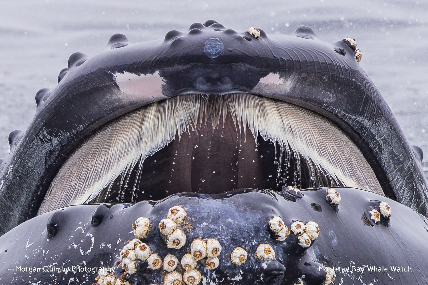 Close-up of a whale's mouth with baleen and barnacles in the ocean.