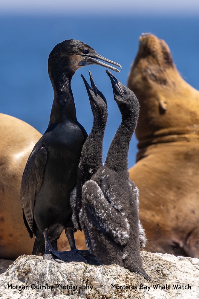 Cormorant feeding two chicks on a rock with sea lions in the background.