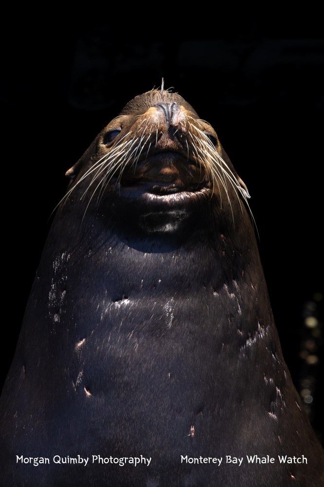 Close-up of a sea lion's face with whiskers in dark lighting.
