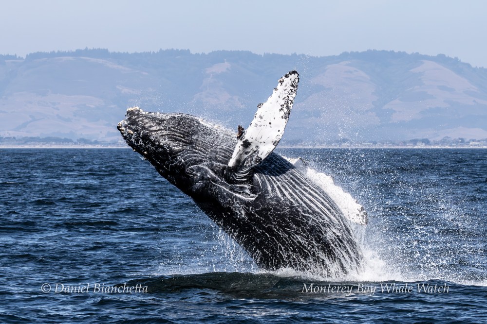 Humpback whale breaching from ocean with mountains in the background.