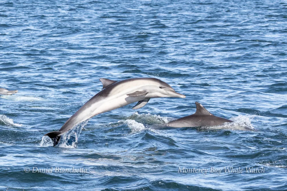 Dolphins jumping in ocean waves, clear blue water.