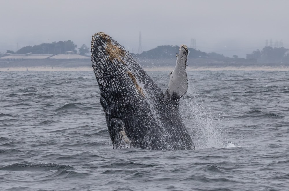 Humpback whale breaching in choppy ocean waters under overcast sky.