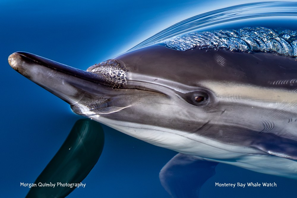 Close-up of a dolphin swimming in clear blue water.