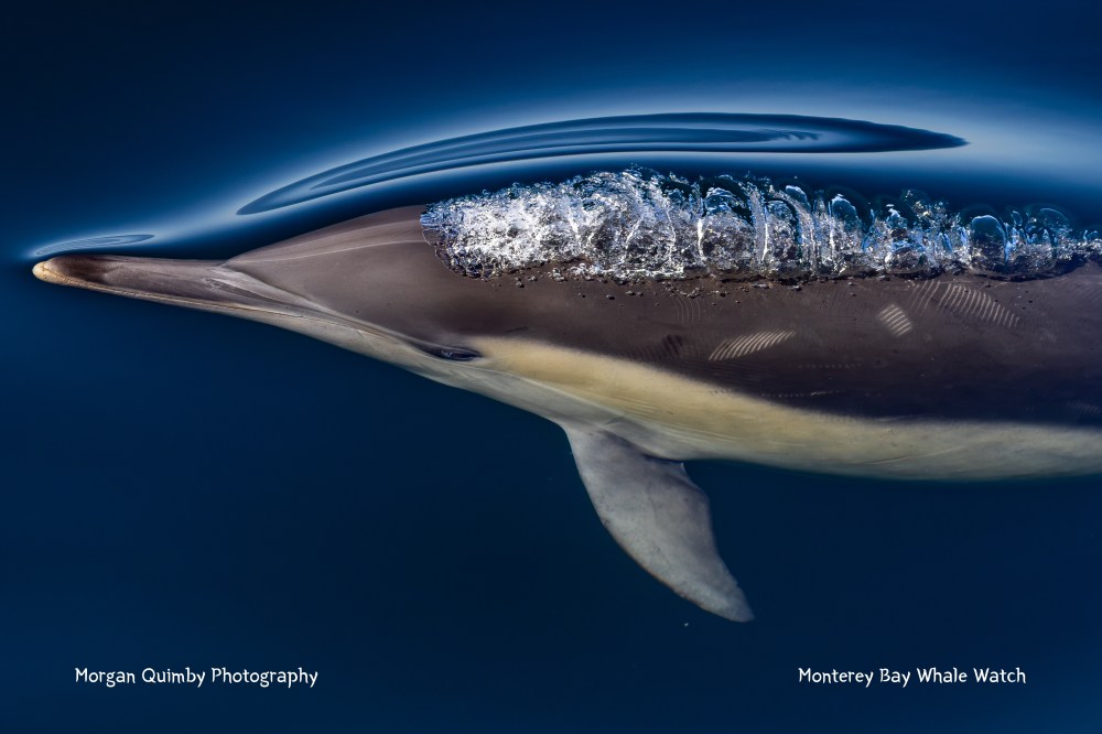 Dolphin swimming underwater with ripples and bubbles on its back.