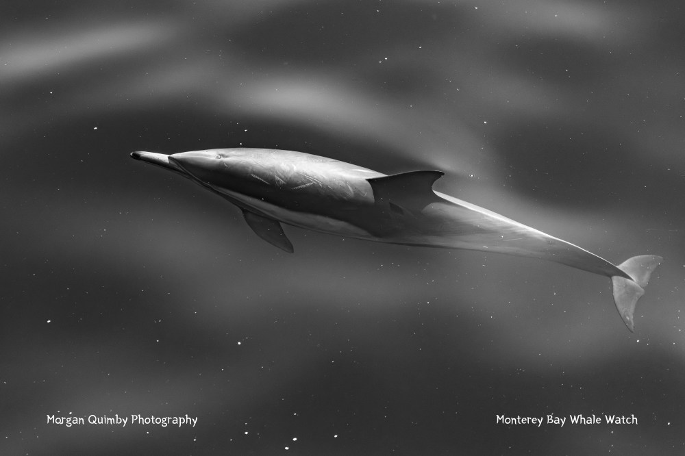 Black and white photo of a dolphin swimming underwater.