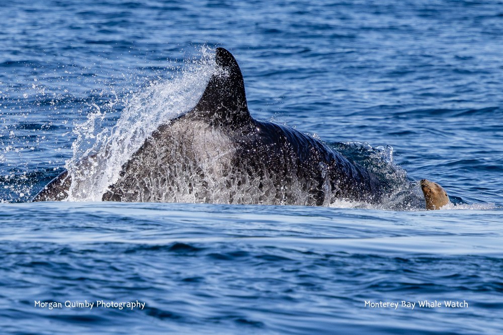Orca surfacing, partially submerged, in ocean water.