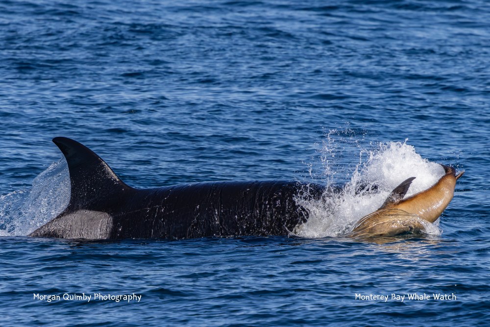 Orca swimming with sea lion in ocean.