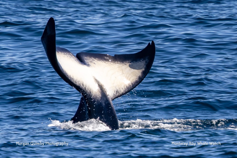 Orca tail above water against blue ocean background.