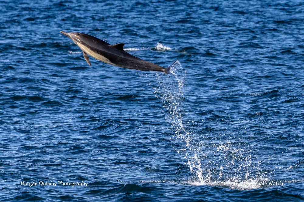 A dolphin jumping out of the water in a blue ocean.