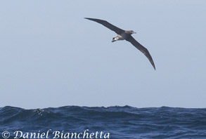 Black-footed Albatross, photo by Daniel Bianchetta