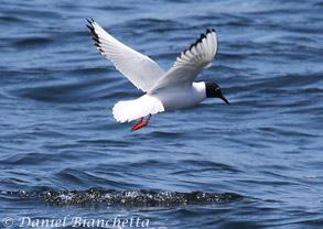 Bonaparte's Gull in breeding plumage, photo by Daniel Bianchetta