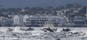 Long beaked Common Dolphins running in front of Aquarium, photo by Daniel Bianchetta