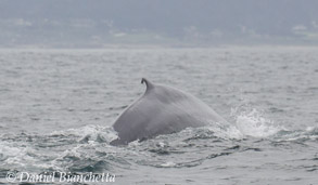 Blue Whale, photo by Daniel Bianchetta