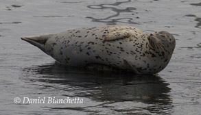 Harbor Seal, photo by Daniel Bianchetta