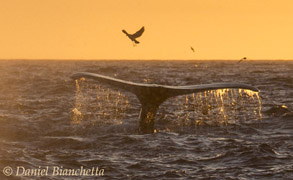 Humpback Whale at sunset, photo by Daniel Bianchetta