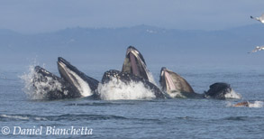 Humpback Whales lunge feeding, photo by Daniel Bianchetta