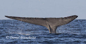 Blue Whale Tail, photo by Daniel Bianchetta
