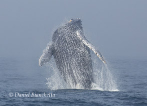 Breaching Humpback Whale, photo by Daniel Bianchetta