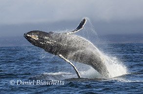 Breaching Humpback Whale and Long-beaked Common Dolphin, photo by Daniel Bianchetta