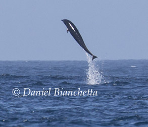 Breaching Northern Right Whale Dolphin, photo by Daniel Bianchetta