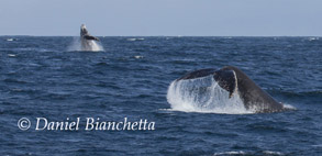 Humpback Whales, photo by Daniel Bianchetta