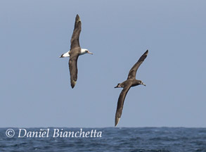 Laysan Albatross and Black-footed Albatross, photo by Daniel Bianchetta