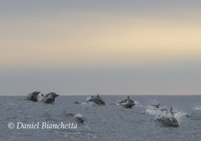 Long-beaked Common Dolphins, photo by Daniel Bianchetta
