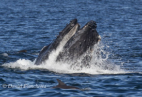 Lunge-feeding Humpback Whale and Long-beaked Common Dolphin, photo by Daniel Bianchetta