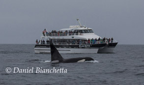 Male Killer Whale CA-24 with Blackfin, photo by Daniel Bianchetta