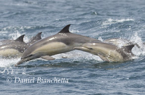Mother and calf Long-beaked Common Dolphins, photo by Daniel Bianchetta