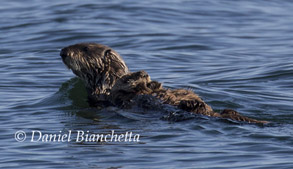 Mother and pup Southern Sea Otter, photo by Daniel Bianchetta