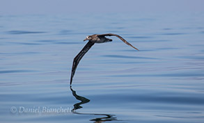 Black-footed Albatross, photo by Daniel Bianchetta