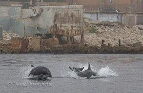 Bottlenose Dolphins, photo by Daniel Bianchetta