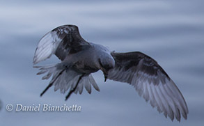 Fork-tailed Storm Petrel, photo by Daniel Bianchetta