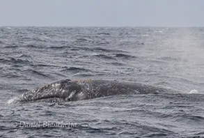 Minke Whale, photo by Daniel Bianchetta