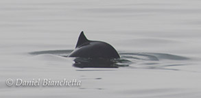 Harbor Porpoise, photo by Daniel Bianchetta