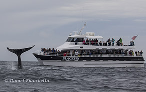 Humpback Whale by the Blackfin, photo by Daniel Bianchetta