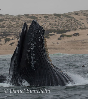 Humpback Whale lunge feeding, photo by Daniel Bianchetta