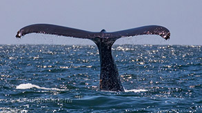 Humpback Whale tail, photo by Daniel Bianchetta